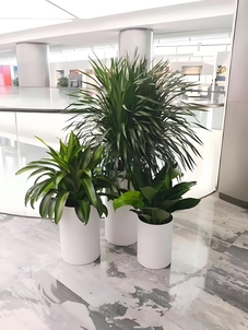 宁波前湾绿植租摆服务好